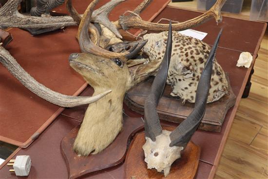 A collection of antlers, taxidermic leopards head etc.